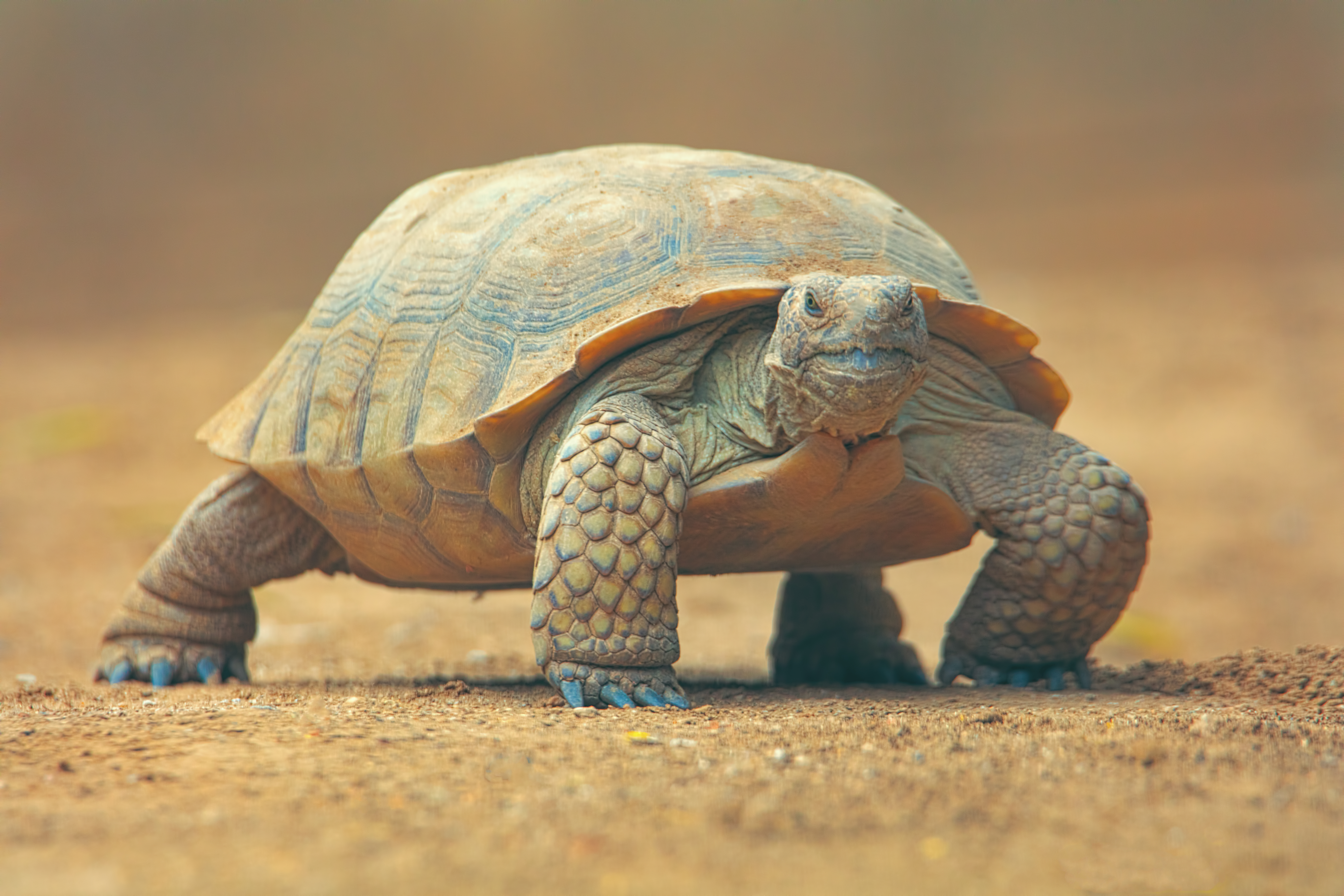 Desert Tortoise
