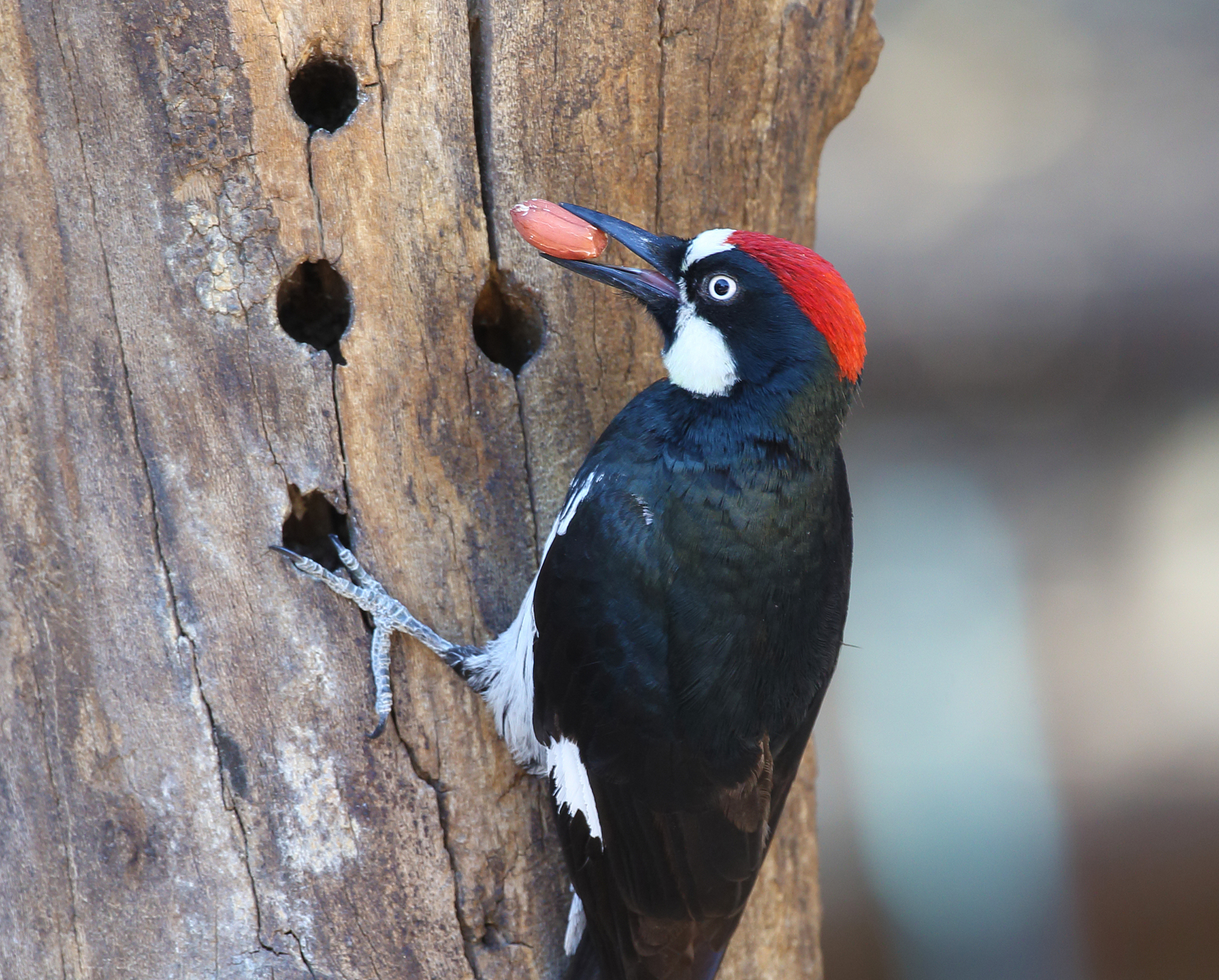 Acorn Woodpecker