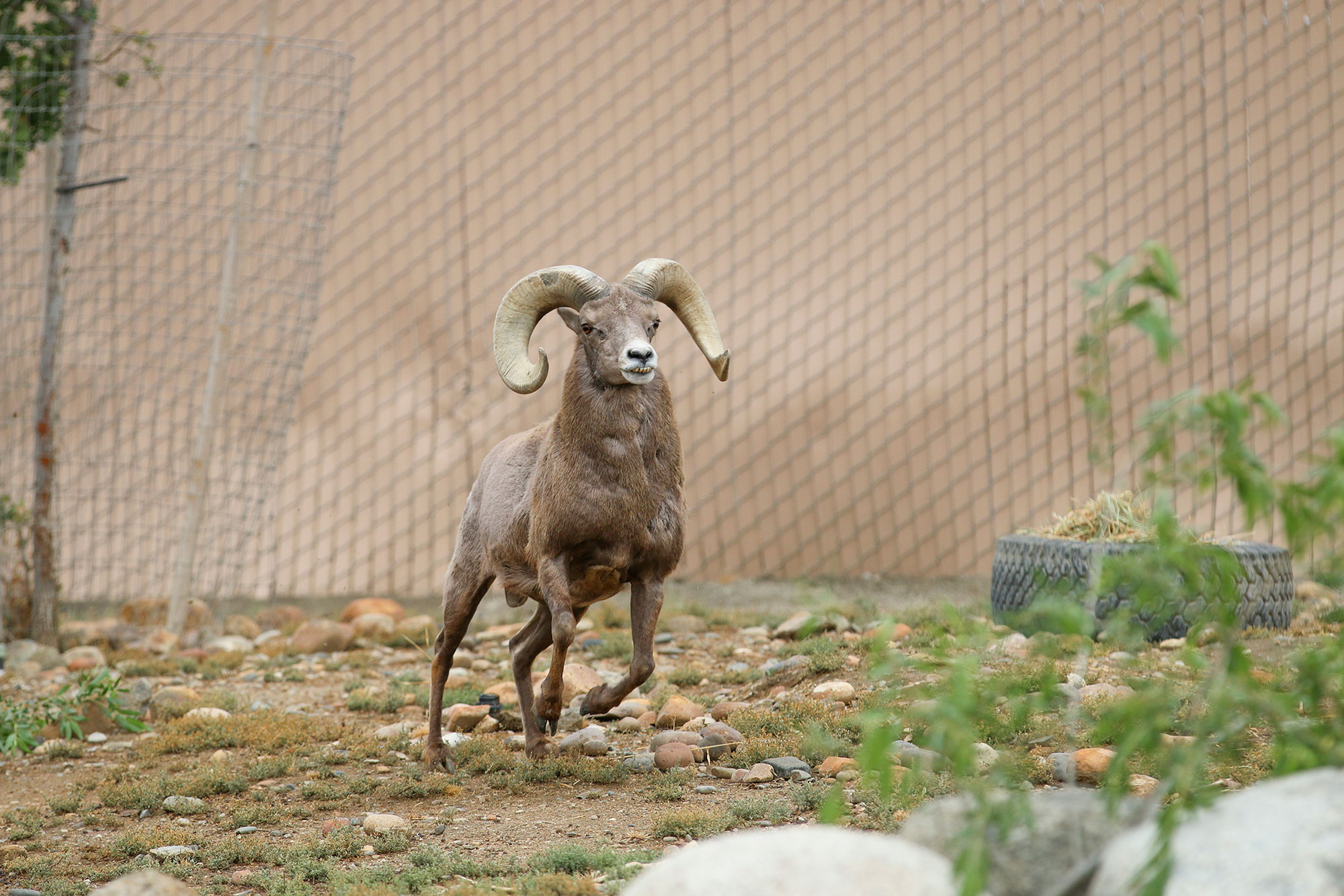 Desert Bighorn Sheep
