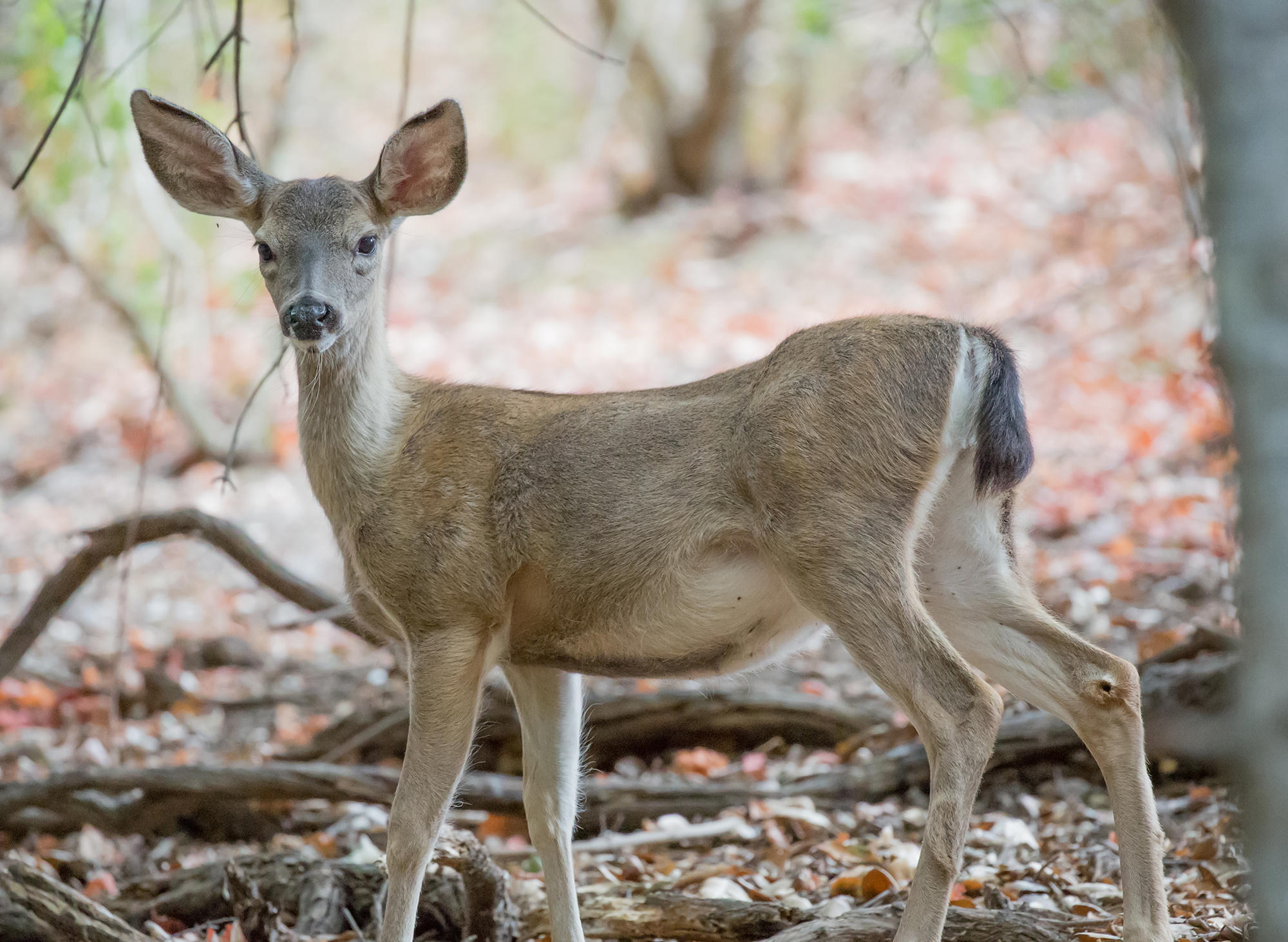 Black-Tailed Mule Deer