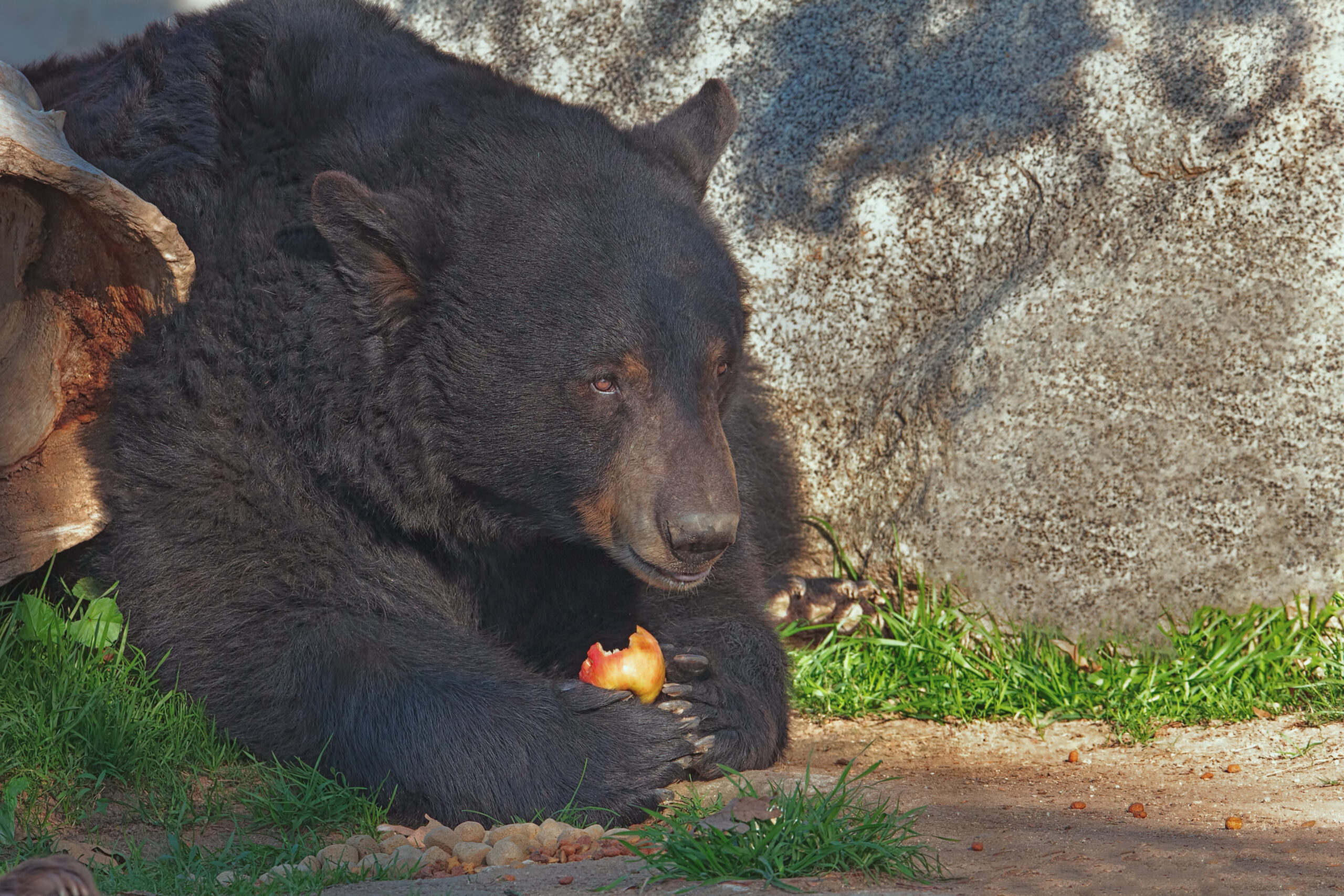 American Black Bear