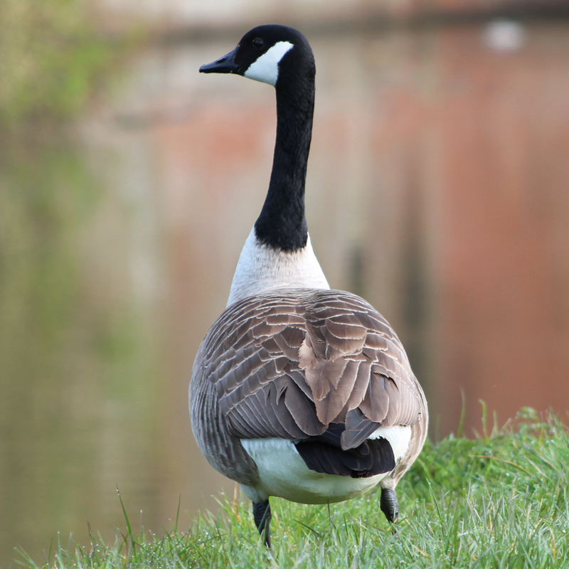 Canada Goose