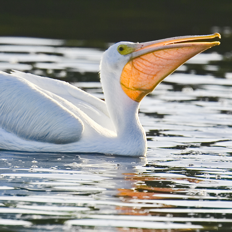 American White Pelican