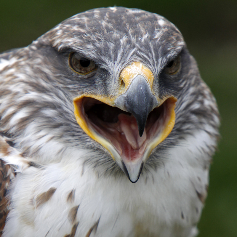 Ferruginous Hawk