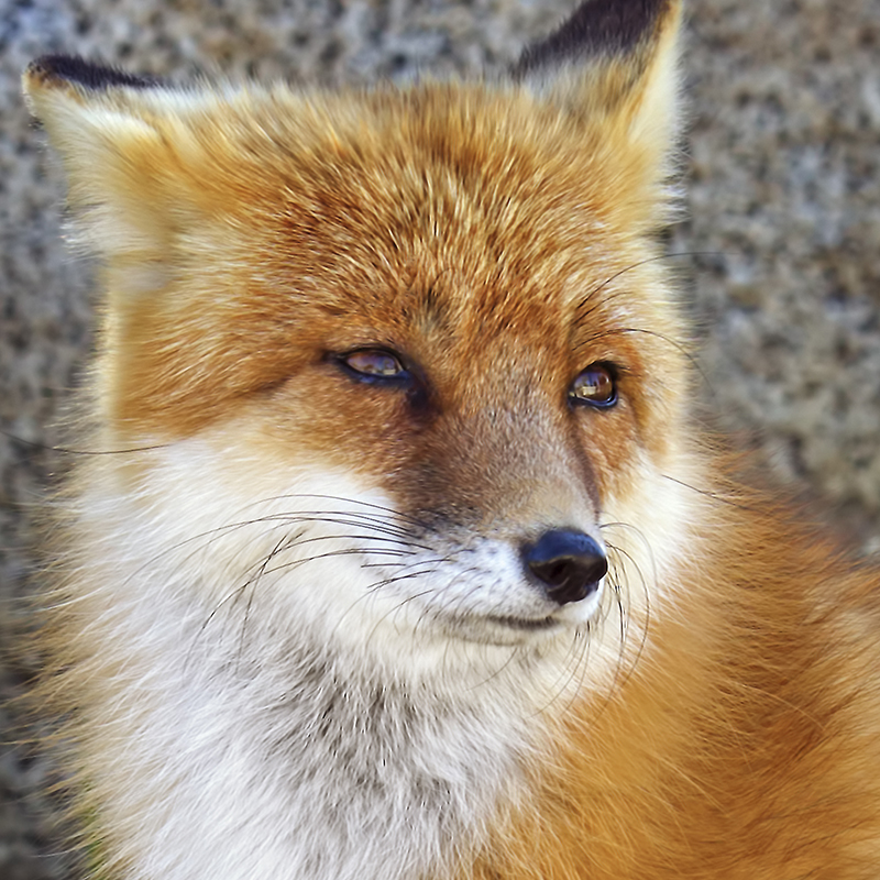 Red Fox