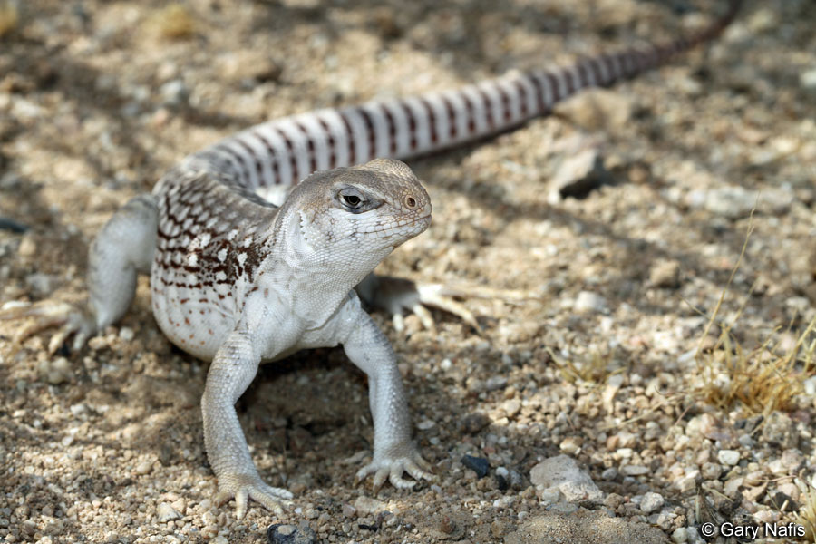 Desert Iguana