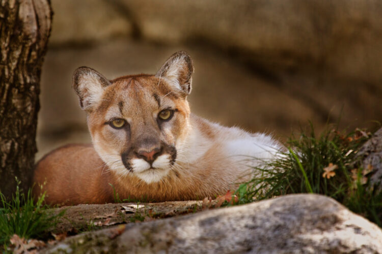 Mountain Lion