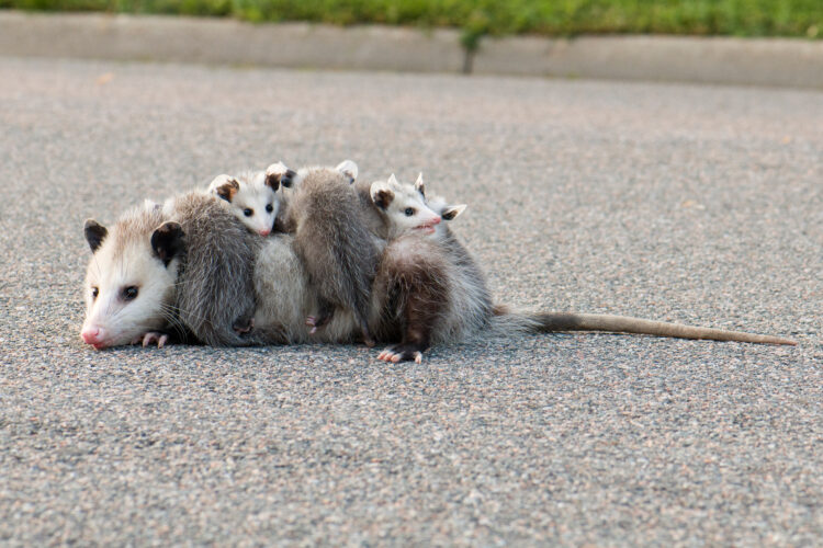 Opossum