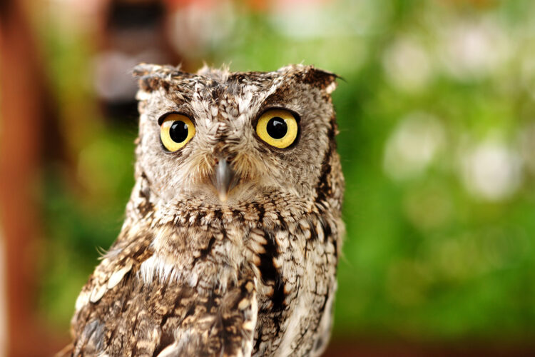 Western Screech Owl