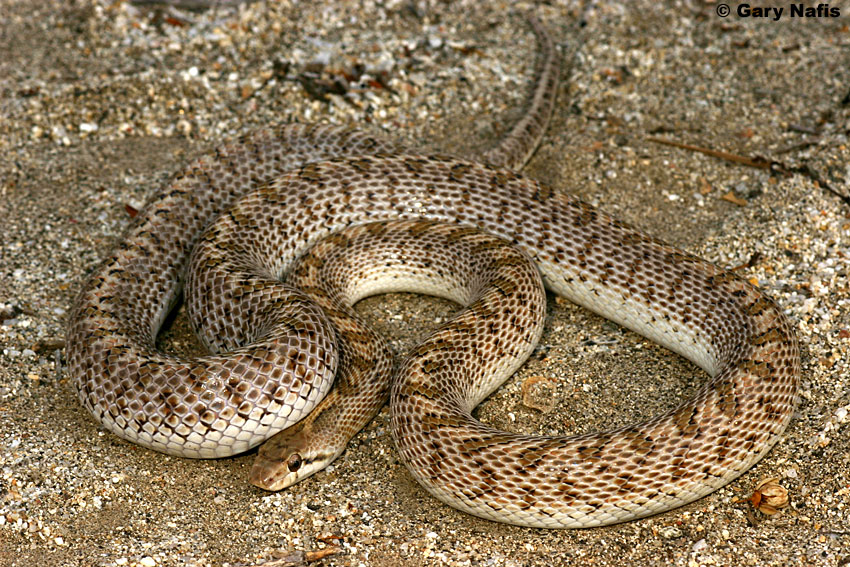 Desert Glossy Snake