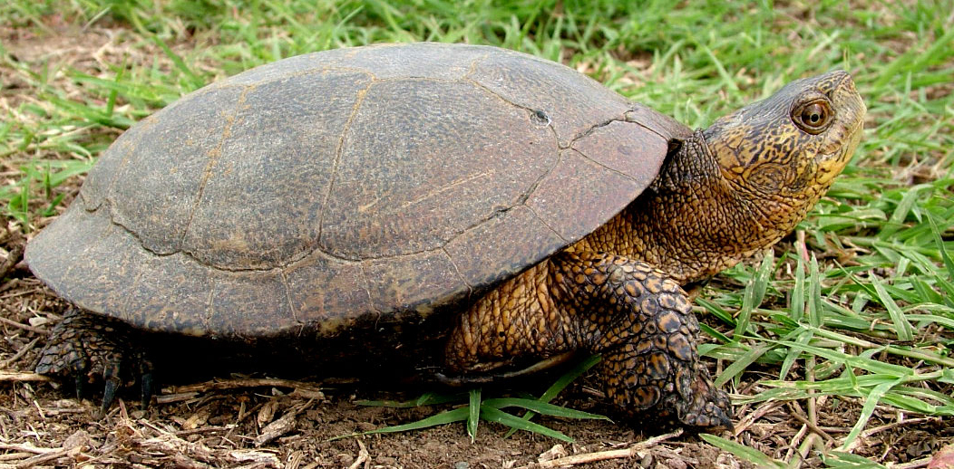 Western Pond Turtle