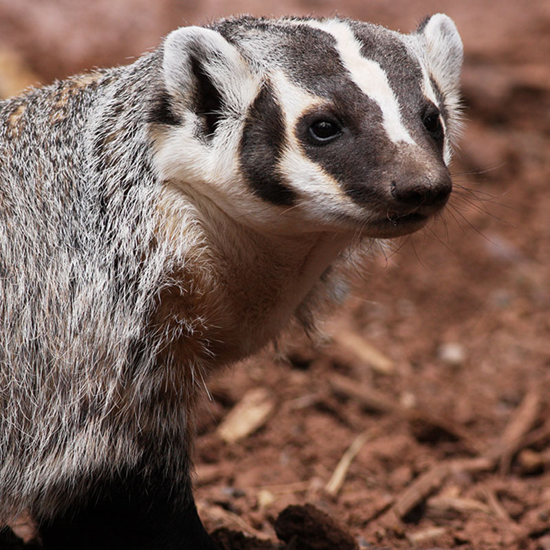 American Badger