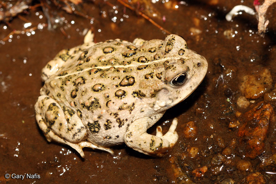 California Toad