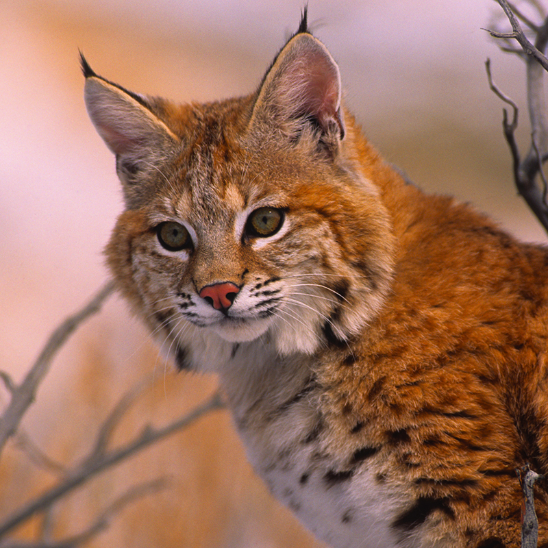 Bobcat