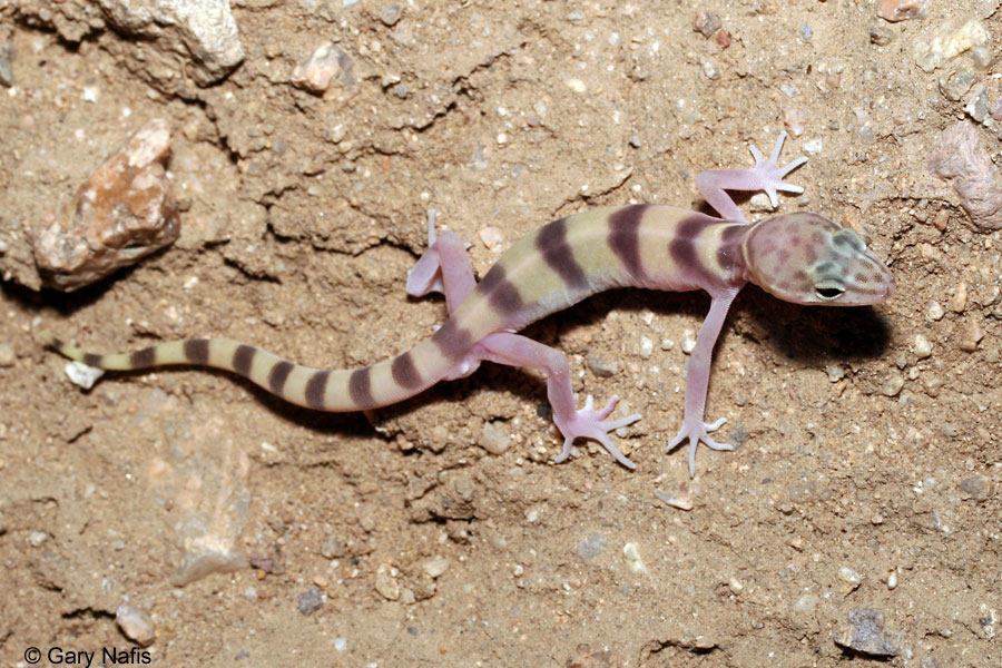 Desert Banded Gecko