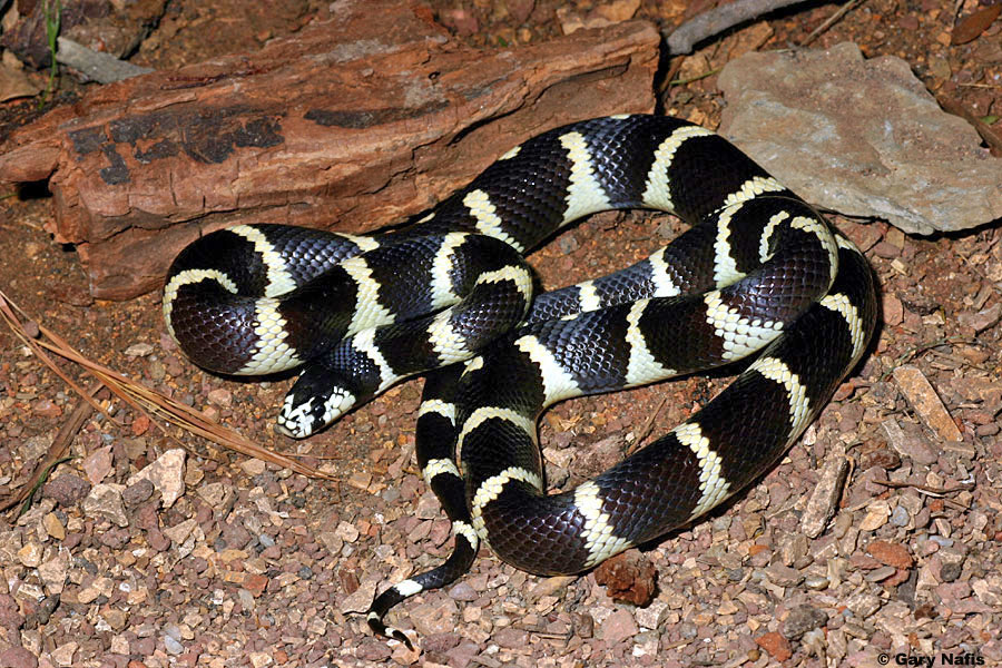 California Kingsnake