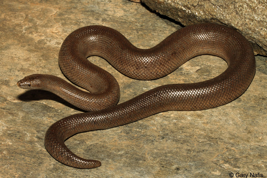 Coastal Rosy Boa
