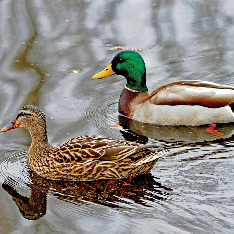 Mallard