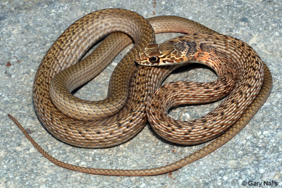 Coachwhip Snake