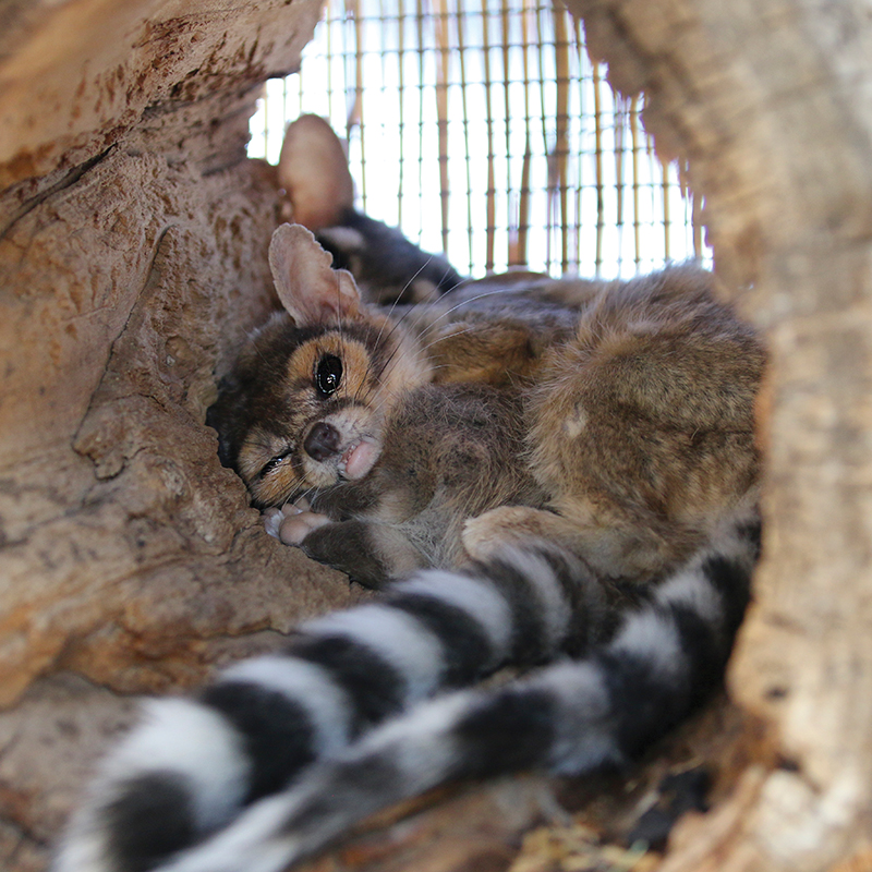 Ringtail