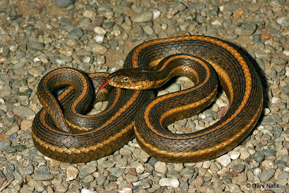 Giant Garter Snake