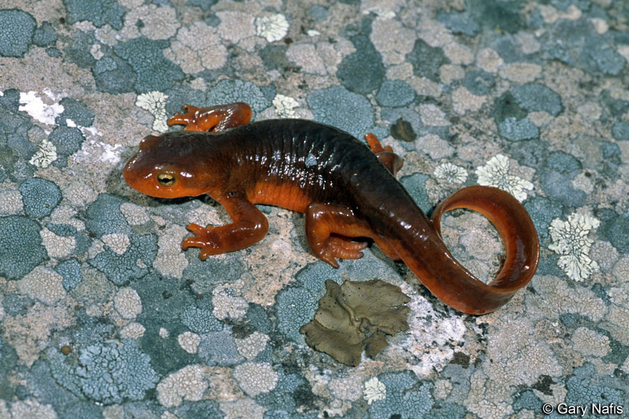California Newt