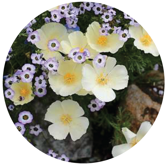 Eschscholzia Californica Alba flowers.