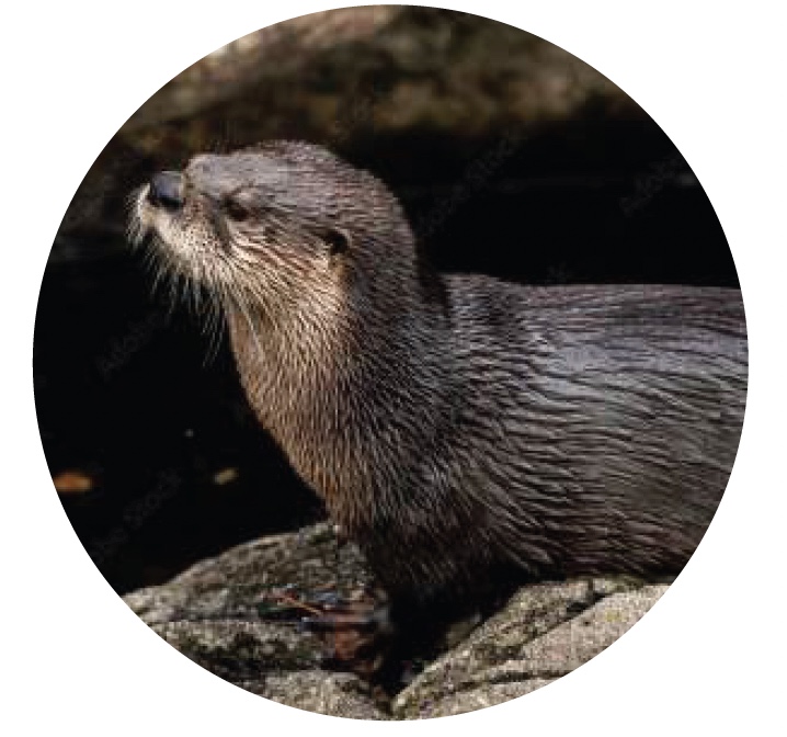 American river otter.