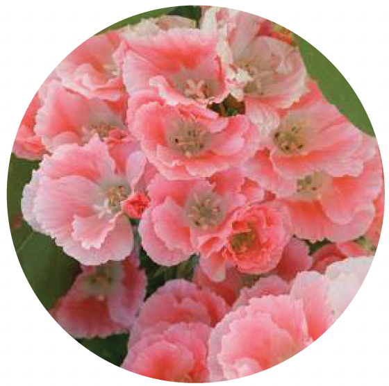 Clarkia Amoena Aurora flowers.