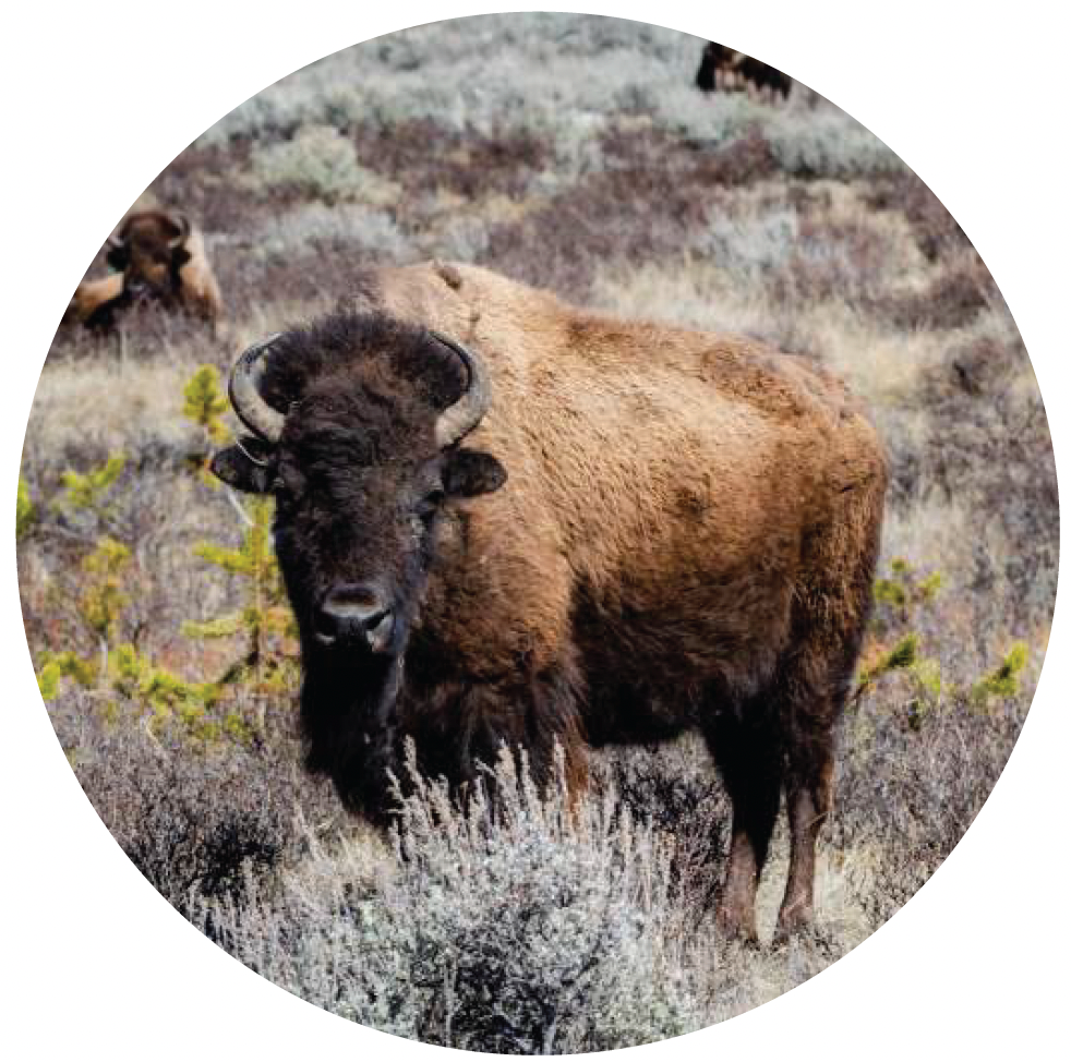 Bison.