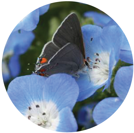 Nemophila Baby Blue Eyes flowers.