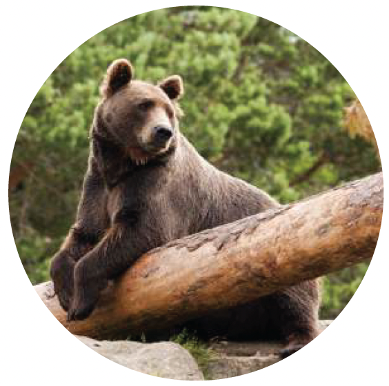 North American brown bear.