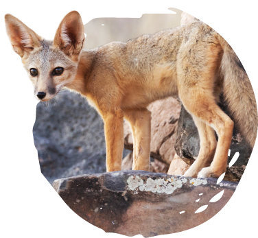 San Joaquin kit fox.