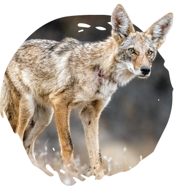 Large native mammal.