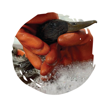 Wildlife receiving rehabilitation care.