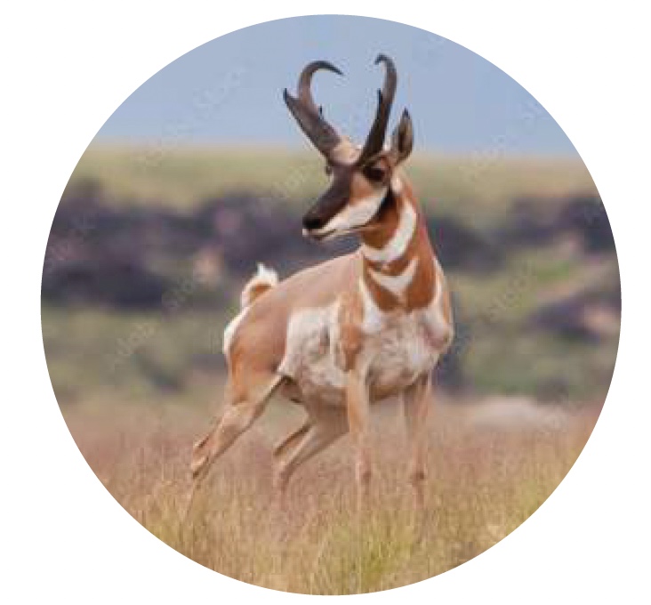 Pronghorn.