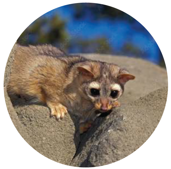 Miner cat, also known as a ringtail.