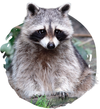 Small native mammal.