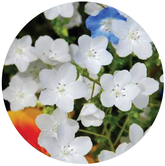 Nemophila Menziesii Snow White flowers.