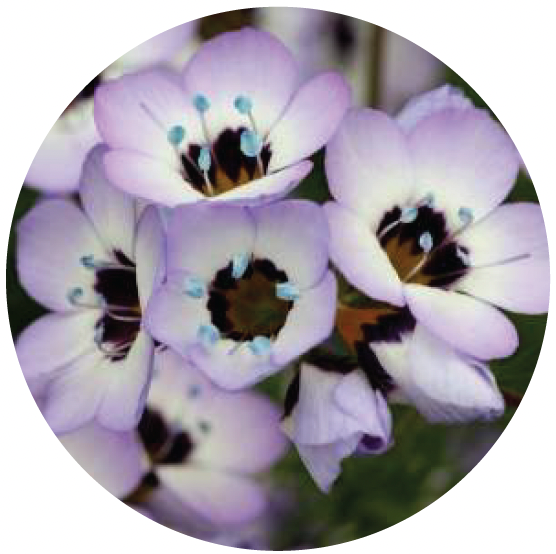 Gilia Tricolor flowers.