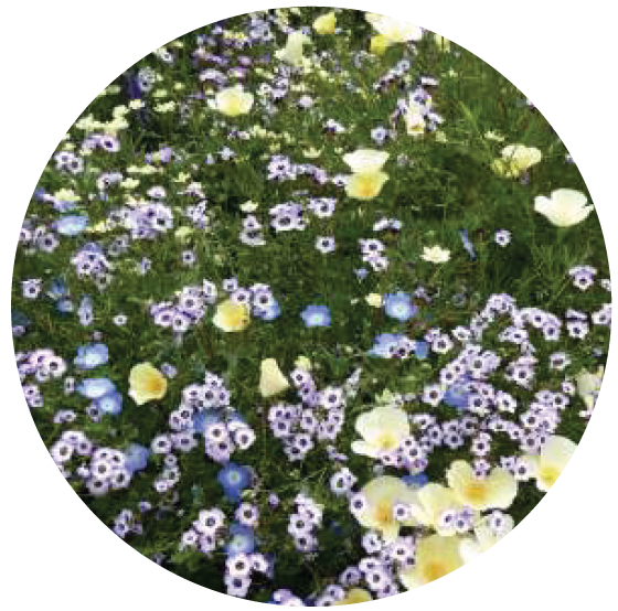 A planting bed of Gilia Tricolor flowers.