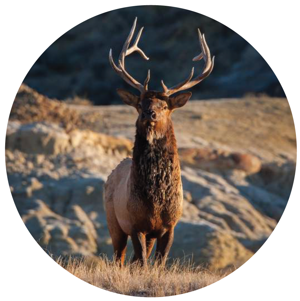 Tule elk.