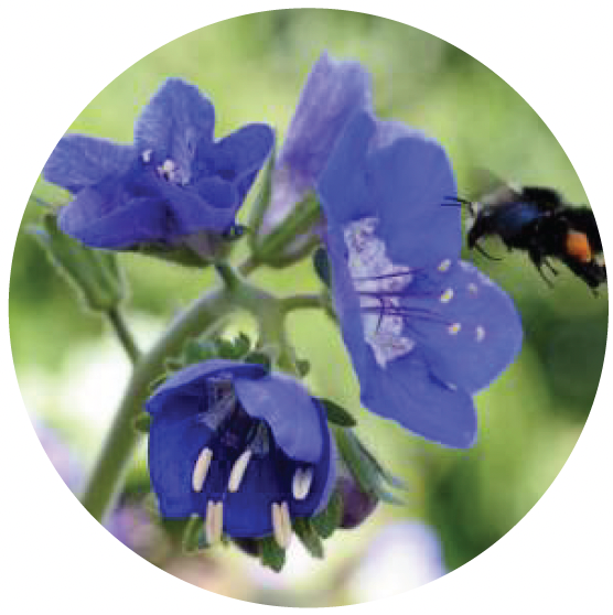 Phacelia Viscida flowers.