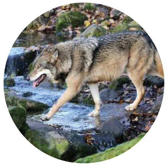 Wolf.